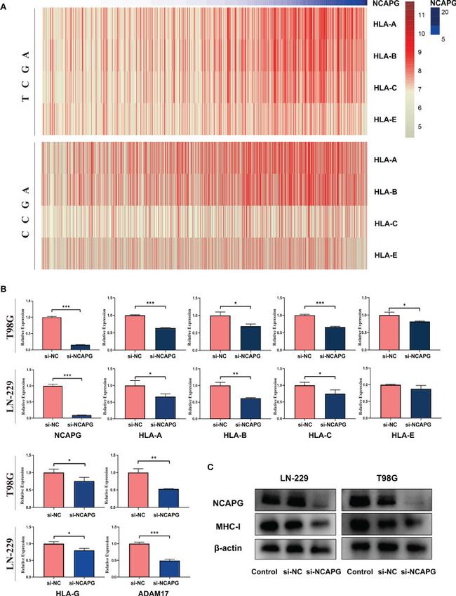 NCAPG Antibody in Western Blot (WB)