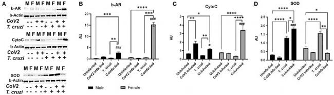 PPAR alpha Antibody in Western Blot (WB)