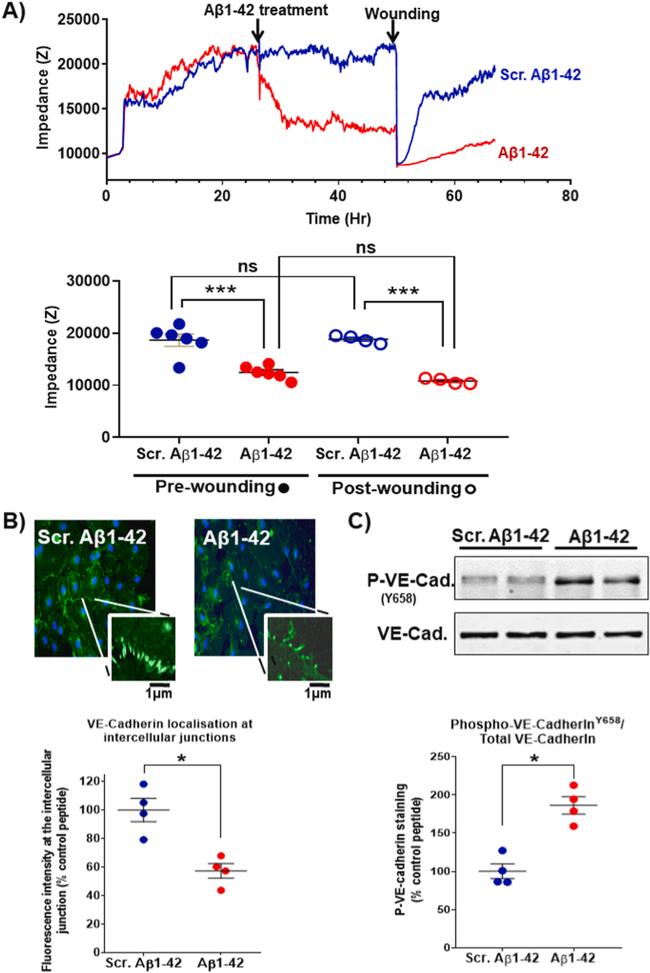 Phospho-VE-cadherin (Tyr658) Antibody in Western Blot (WB)