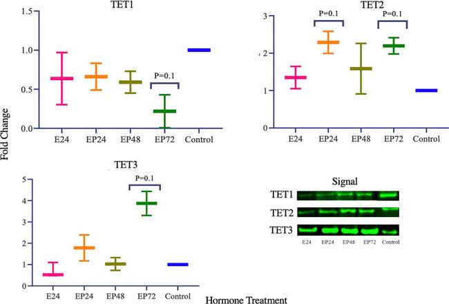 Estrogen Receptor alpha Antibody in Western Blot (WB)