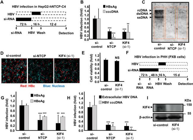 KIF4A Antibody in Western Blot (WB)