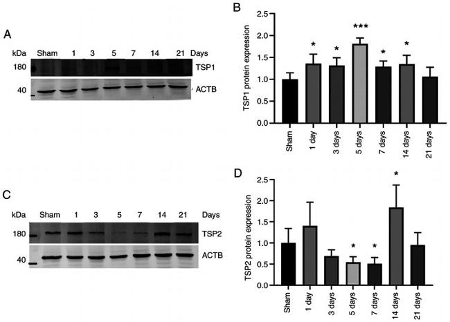 Thrombospondin 1 Antibody in Western Blot (WB)