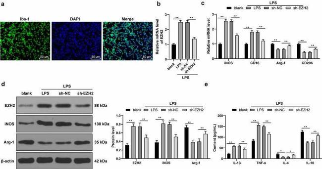 Arginase 1 Antibody in Western Blot (WB)