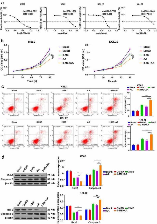 Bcl-2 Antibody in Western Blot (WB)