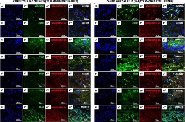 PCNA Antibody in Immunocytochemistry (ICC/IF)