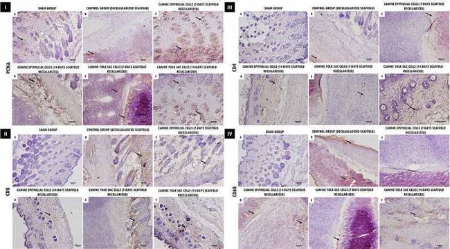 PCNA Antibody in Immunohistochemistry (IHC)