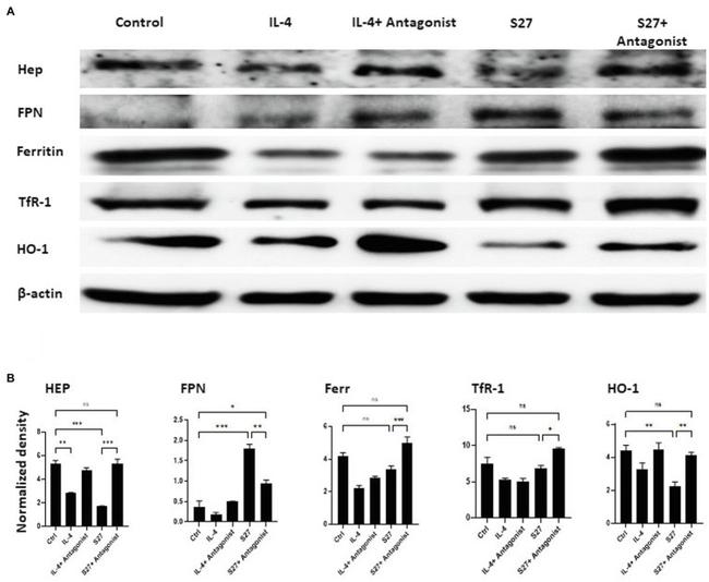 HMOX1 Antibody in Western Blot (WB)