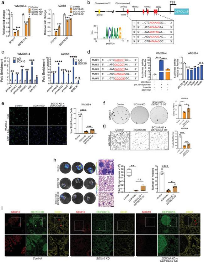 SOX10 Antibody in ChIP Assay (ChIP)