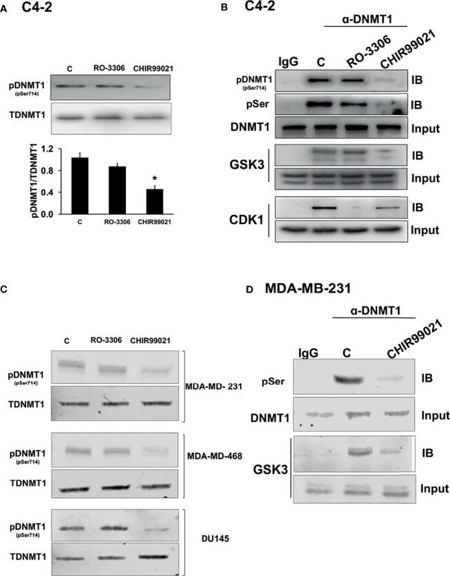 DNMT1 Antibody in Western Blot (WB)