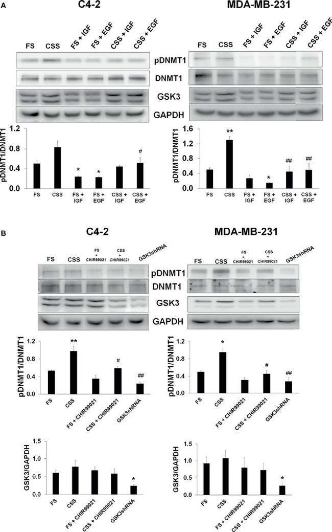 DNMT1 Antibody in Western Blot (WB)