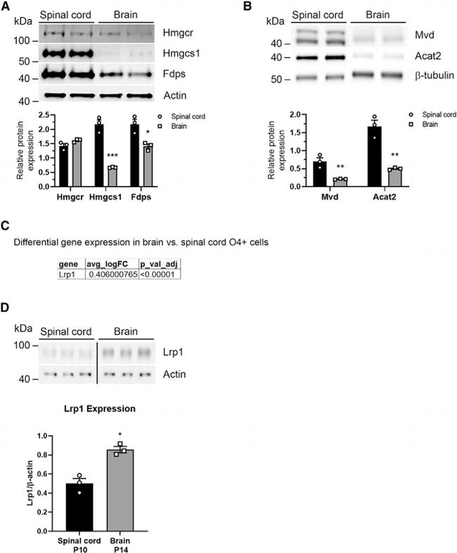 HMGCR Antibody in Western Blot (WB)