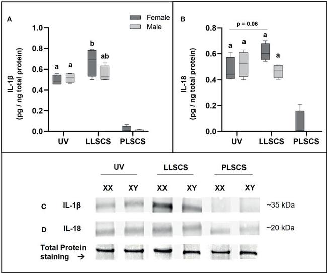 IL-18 Antibody in Western Blot (WB)