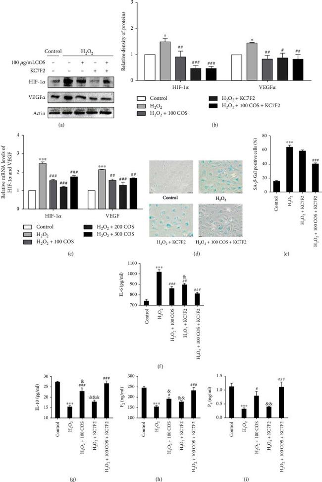 VEGFA Antibody in Western Blot (WB)