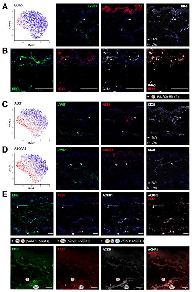 Connexin 40 Antibody in Immunohistochemistry (IHC)