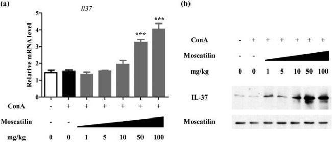 IL-37 Antibody in Western Blot (WB)