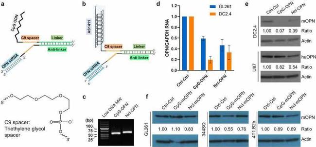 Osteopontin Antibody in Western Blot (WB)