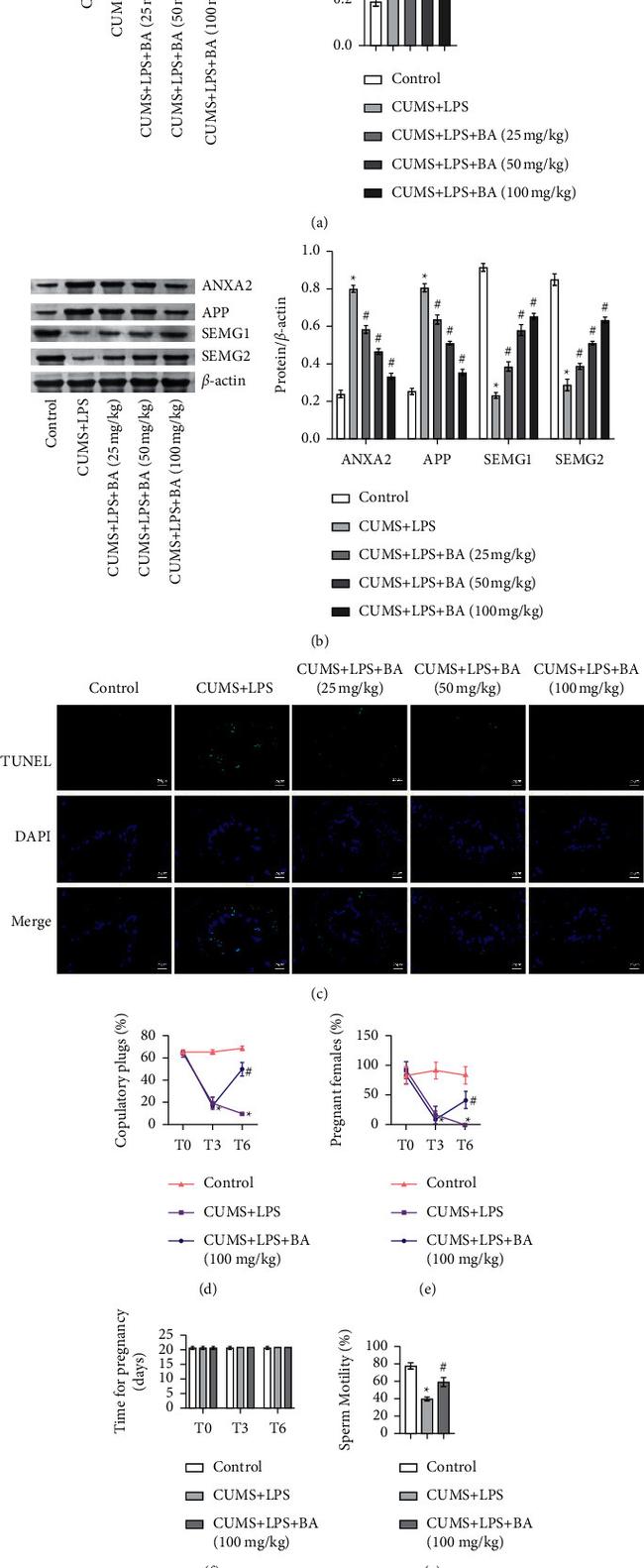 SEMG2 Antibody in Western Blot (WB)