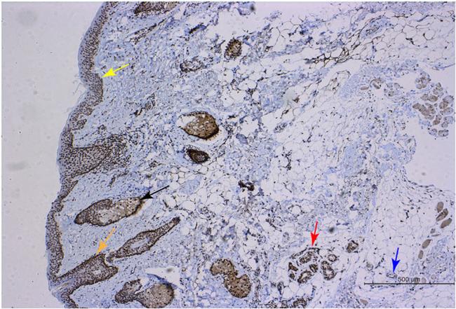 RGR Antibody in Immunohistochemistry (IHC)