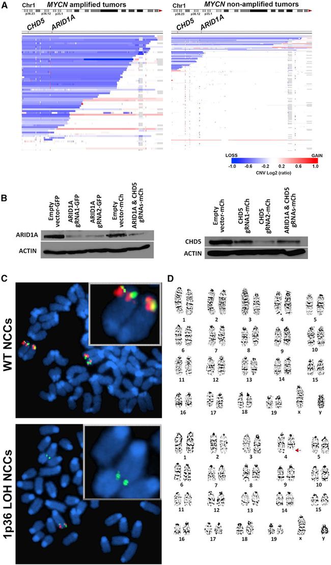 CHD5 Antibody in Western Blot (WB)