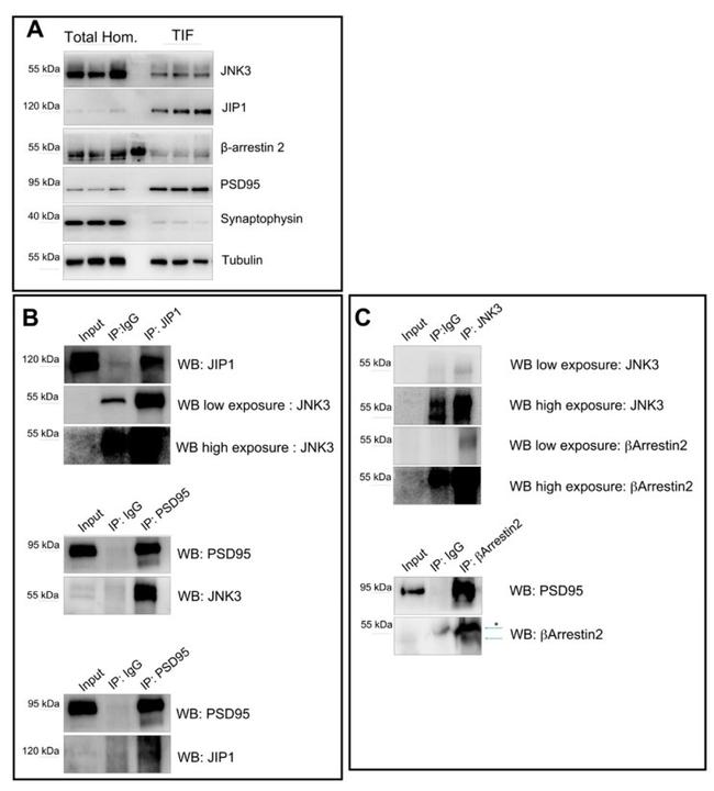 JNK3 Antibody in Western Blot, Immunoprecipitation (WB, IP)