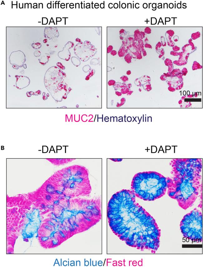 MUC2 Antibody in Immunohistochemistry (PFA fixed) (IHC (PFA))