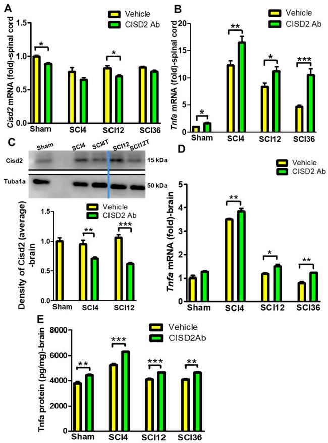 CISD2 Antibody in Western Blot (WB)