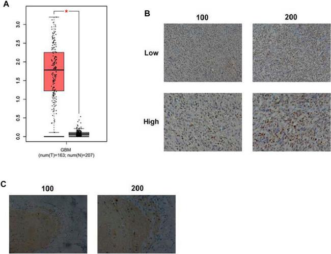 KIF18A Antibody in Immunohistochemistry (IHC)