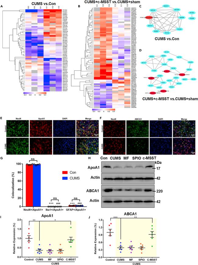 ApoA1 Antibody in Western Blot, Immunohistochemistry (Frozen) (WB, IHC (F))