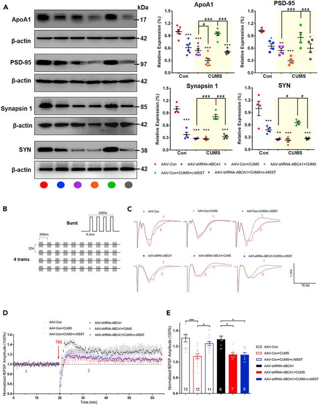 ApoA1 Antibody in Western Blot (WB)