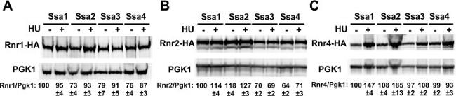 PGK1 Antibody in Western Blot (WB)