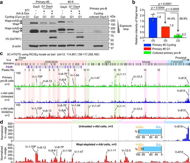 WAPL Antibody in Western Blot (WB)