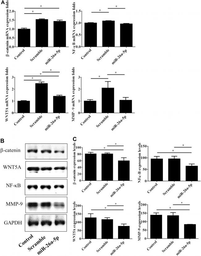 beta Catenin Antibody in Western Blot (WB)