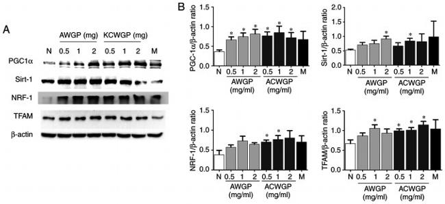 TFAM Antibody in Western Blot (WB)