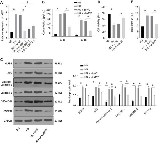 GSDMD Antibody in Western Blot (WB)