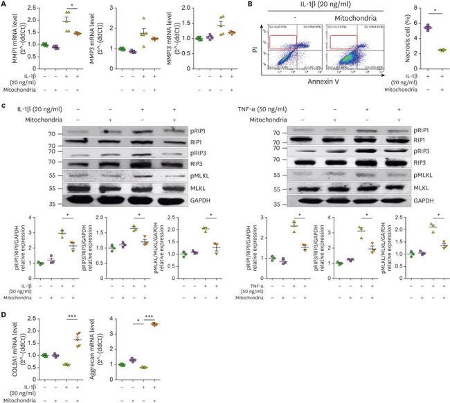 RIP1 Antibody in Western Blot (WB)