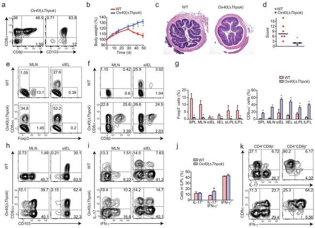 TCR beta Antibody in Flow Cytometry (Flow)