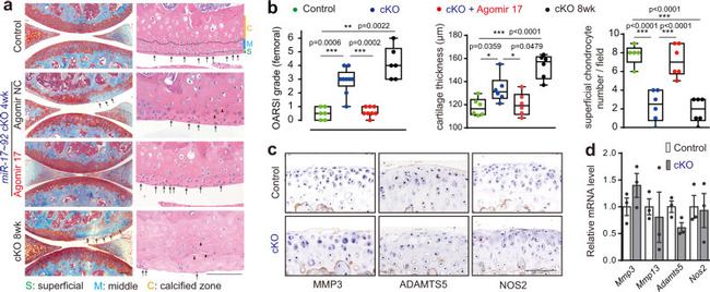 iNOS Antibody in Immunohistochemistry (IHC)