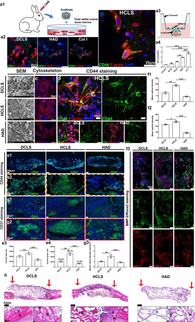 BMP-2 Antibody in Immunohistochemistry (IHC)