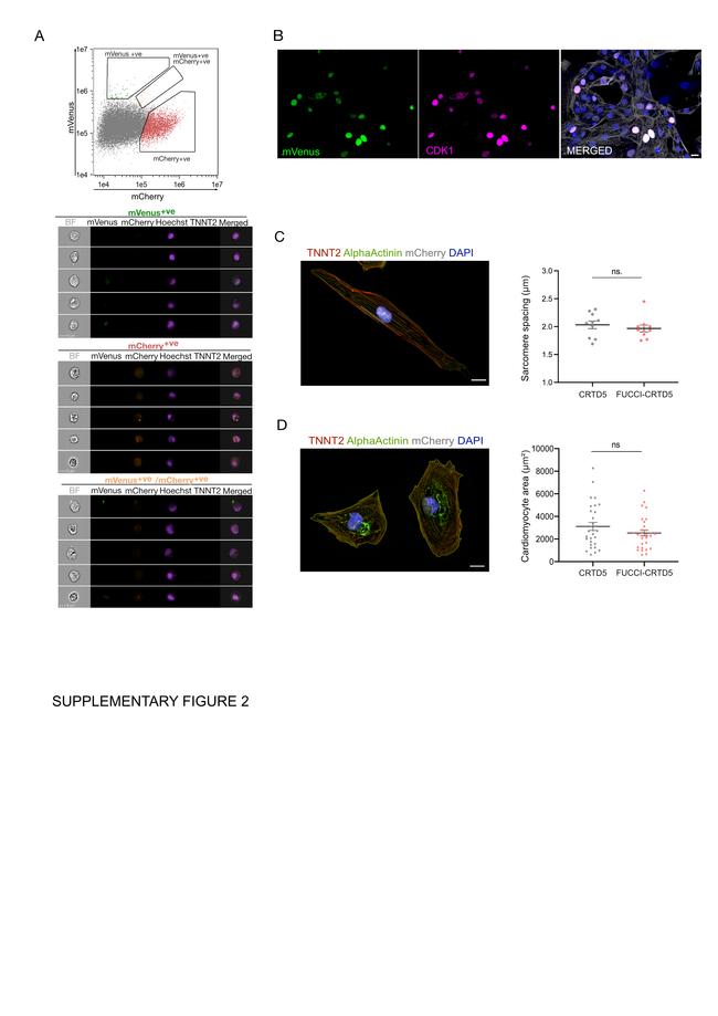 Cardiac Troponin T Antibody in Immunocytochemistry (ICC/IF)