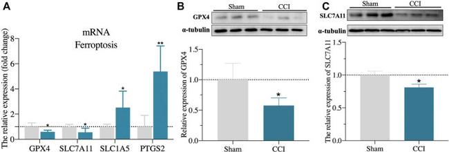 SLC7A11 Antibody in Western Blot (WB)