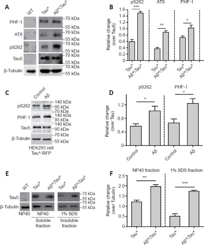 Phospho-Tau (Ser262) Antibody in Western Blot (WB)