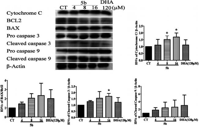 Actin Antibody in Western Blot (WB)