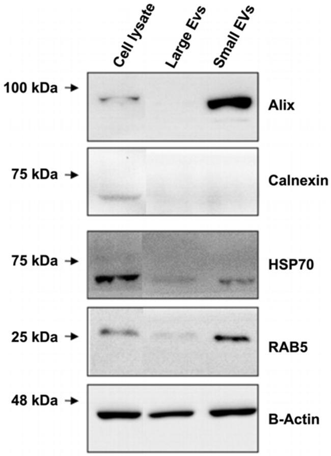 Calnexin Antibody in Western Blot (WB)