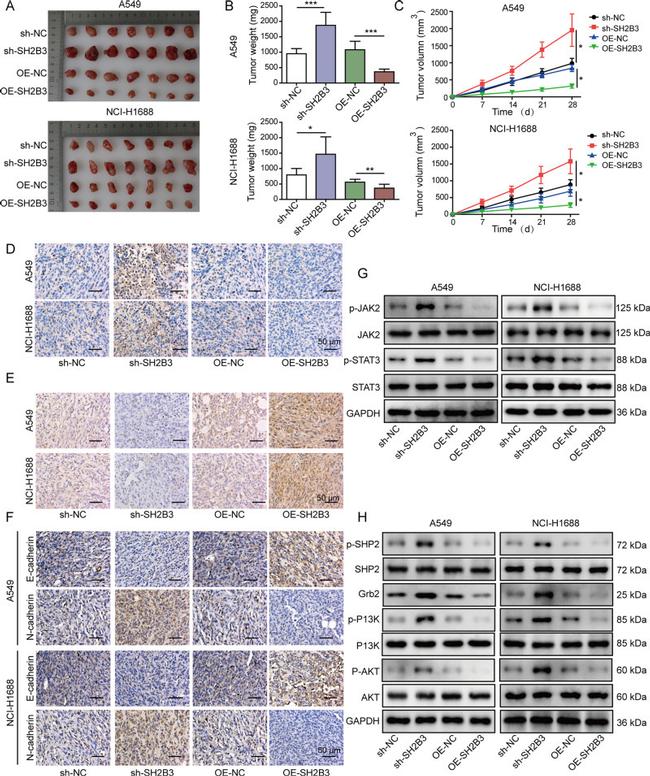 LNK Antibody in Immunohistochemistry (IHC)