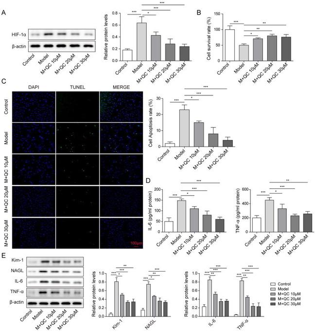 KIM-1 Antibody in Western Blot (WB)