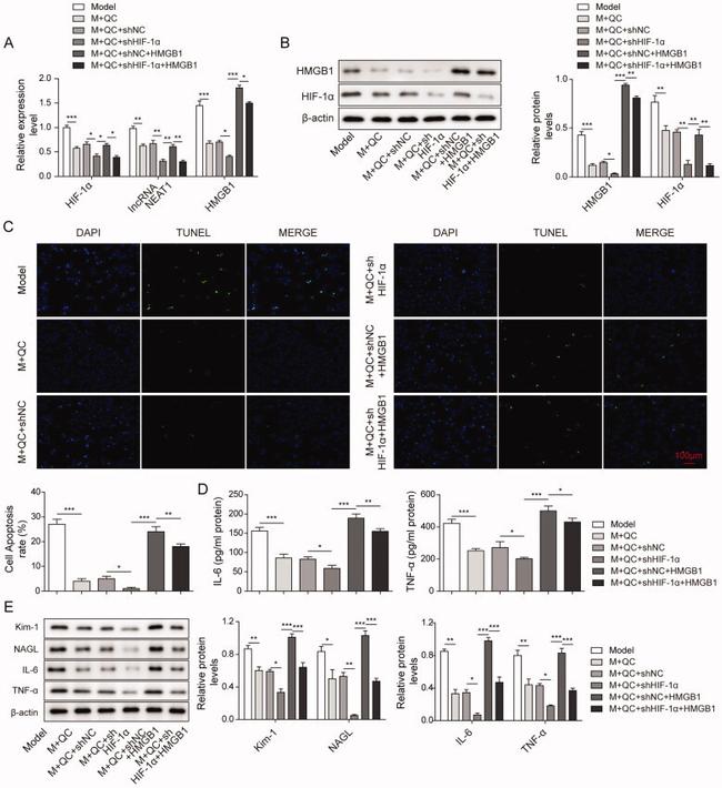 KIM-1 Antibody in Western Blot (WB)