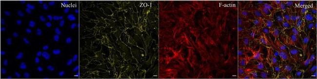 ZO-1 Antibody in Immunocytochemistry (ICC/IF)