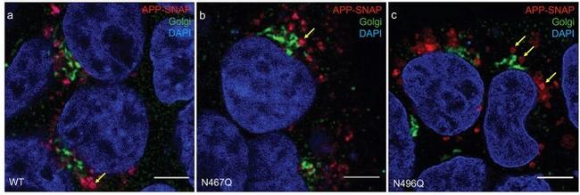 GRASP65 Antibody in Immunocytochemistry (ICC/IF)