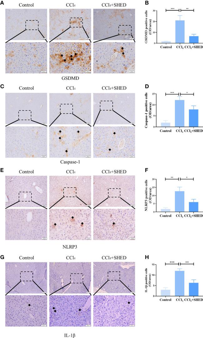 NLRP3 Antibody in Immunohistochemistry (IHC)