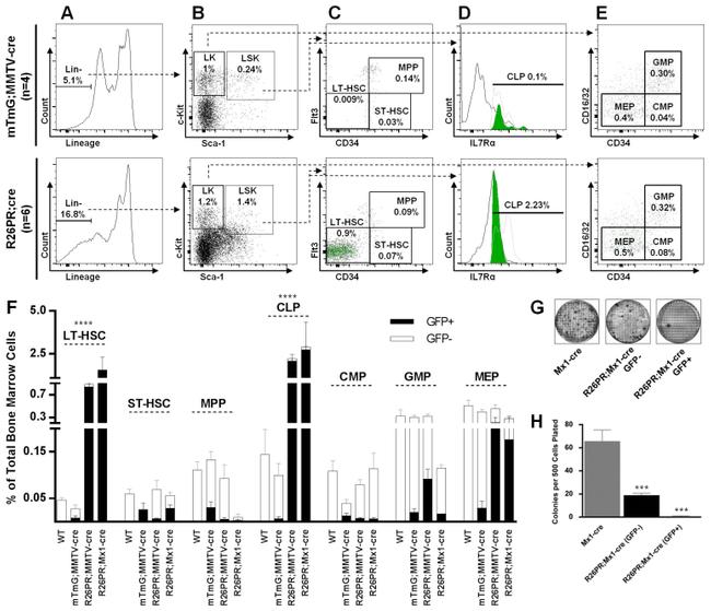 Ly-6A/E (Sca-1) Antibody in Flow Cytometry (Flow)